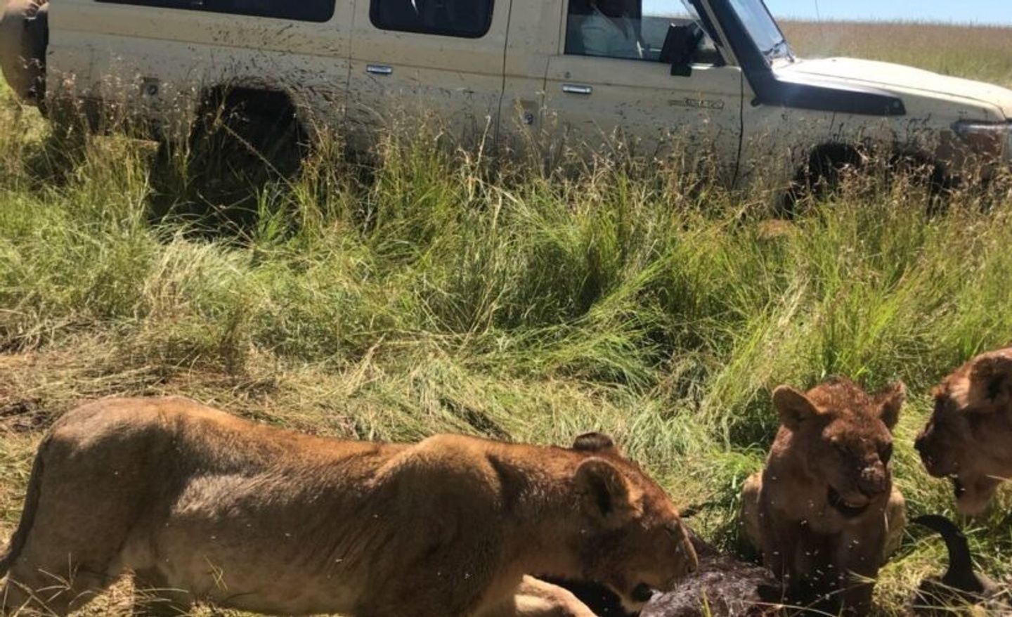 4D Budget Group Safari: Mara & Nakuru in 4x4 Land Cruiser Jeep (5)