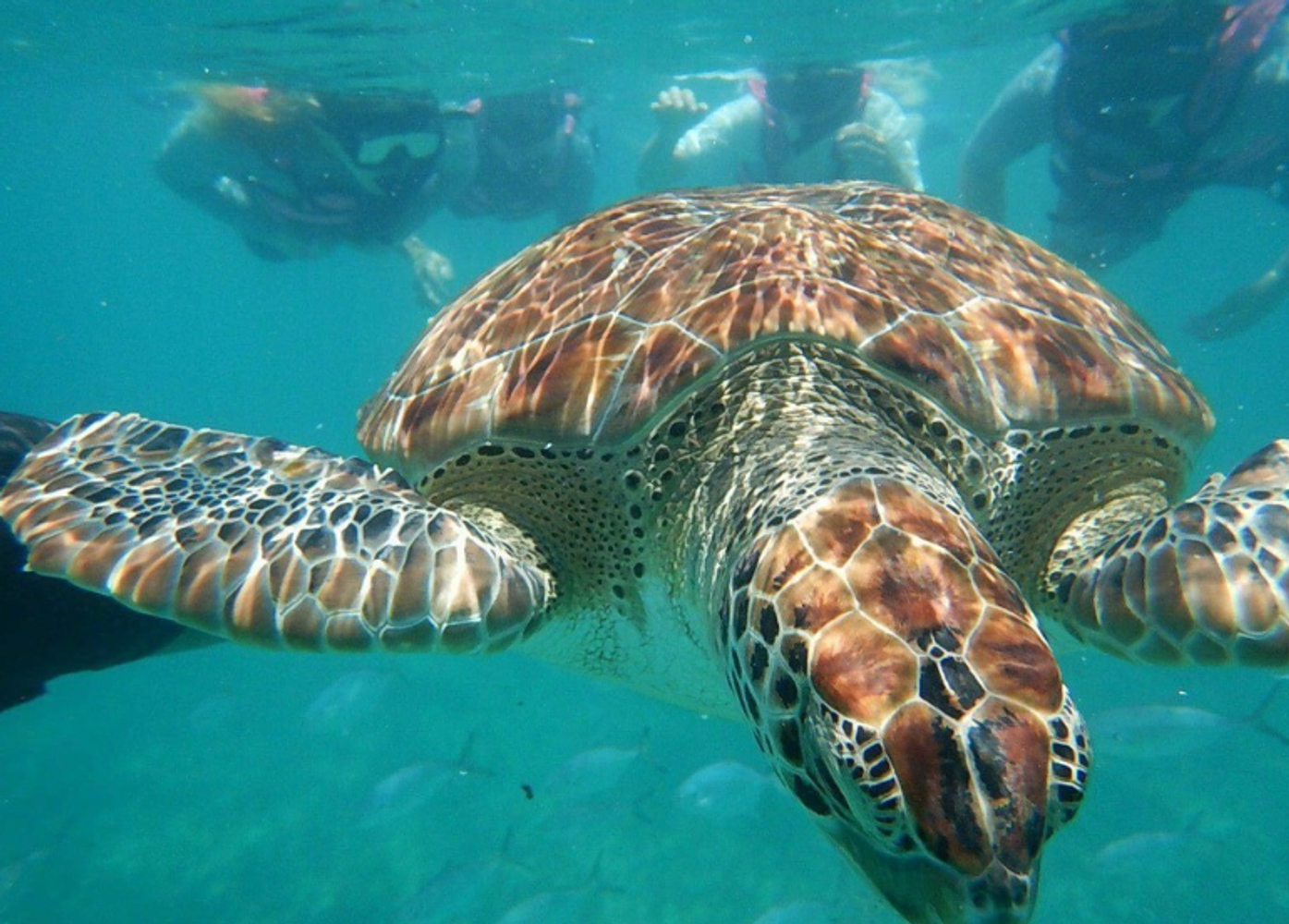 Turtle/Cenote Snorkel Adventure (Private, Full Day)