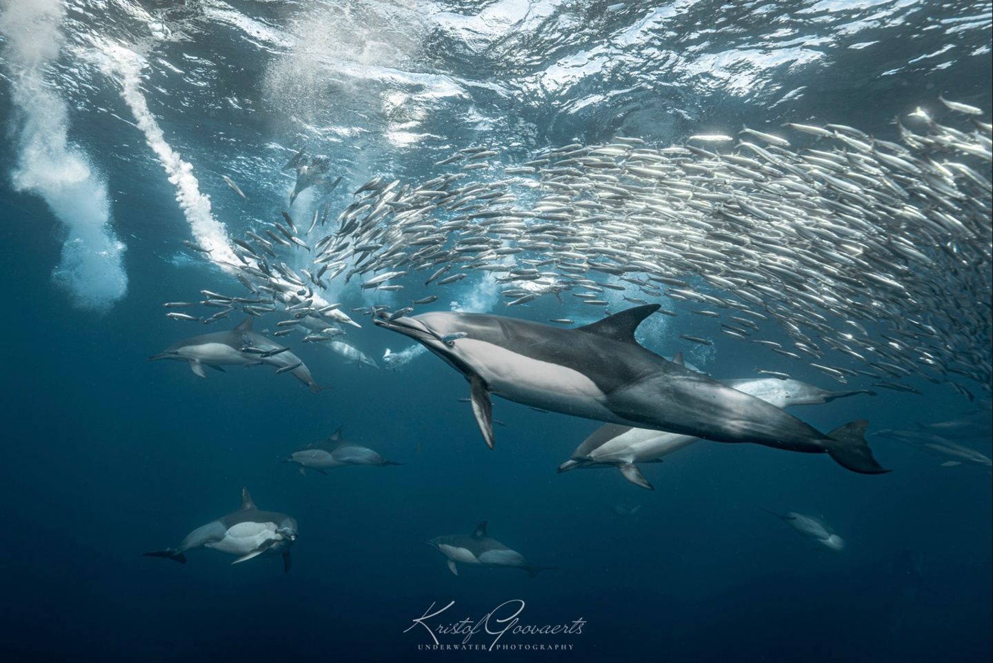 Sardine Run Seafari with African Sharks & Big 5