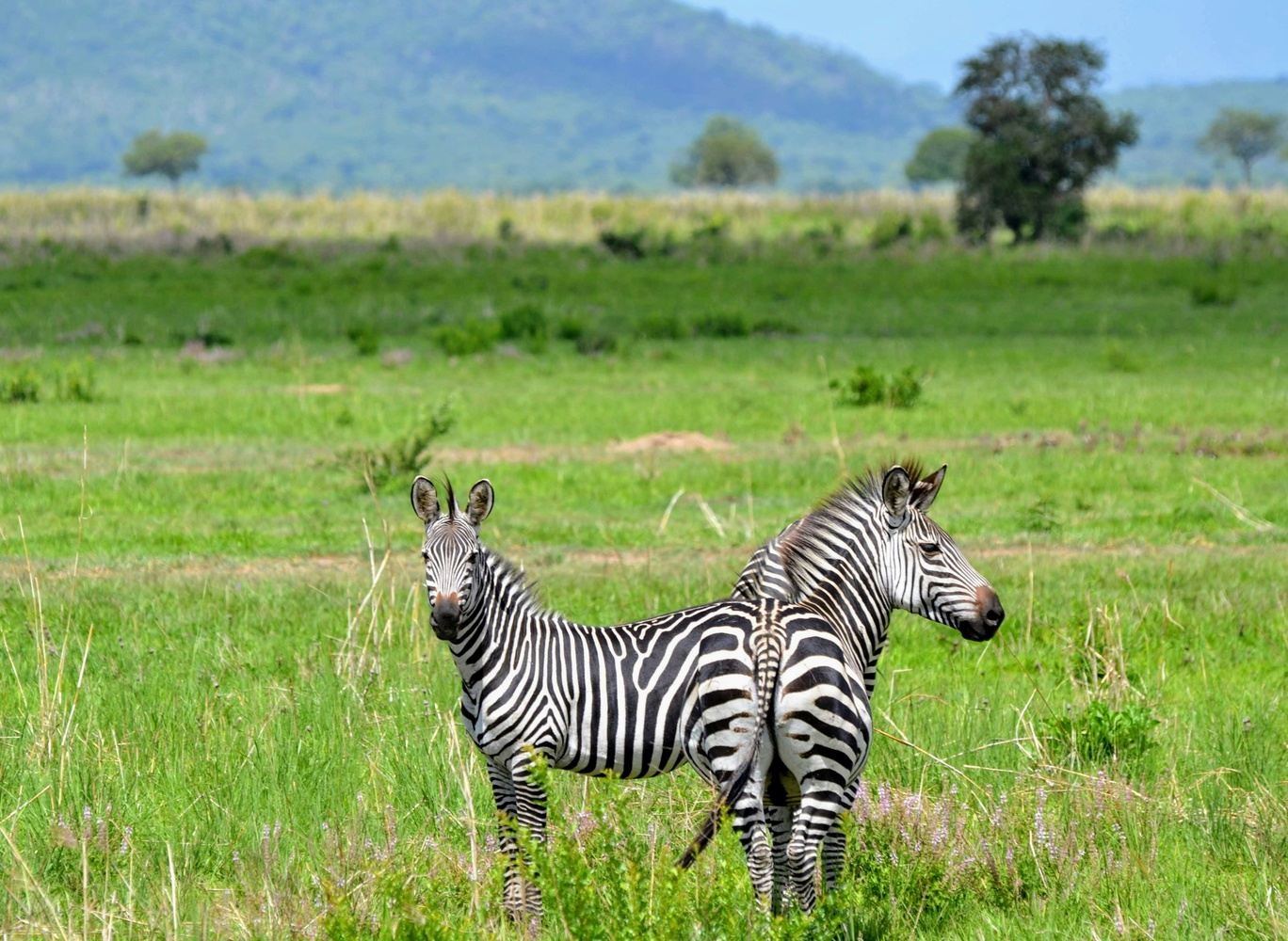 Day Safari Mikumi from Morogoro