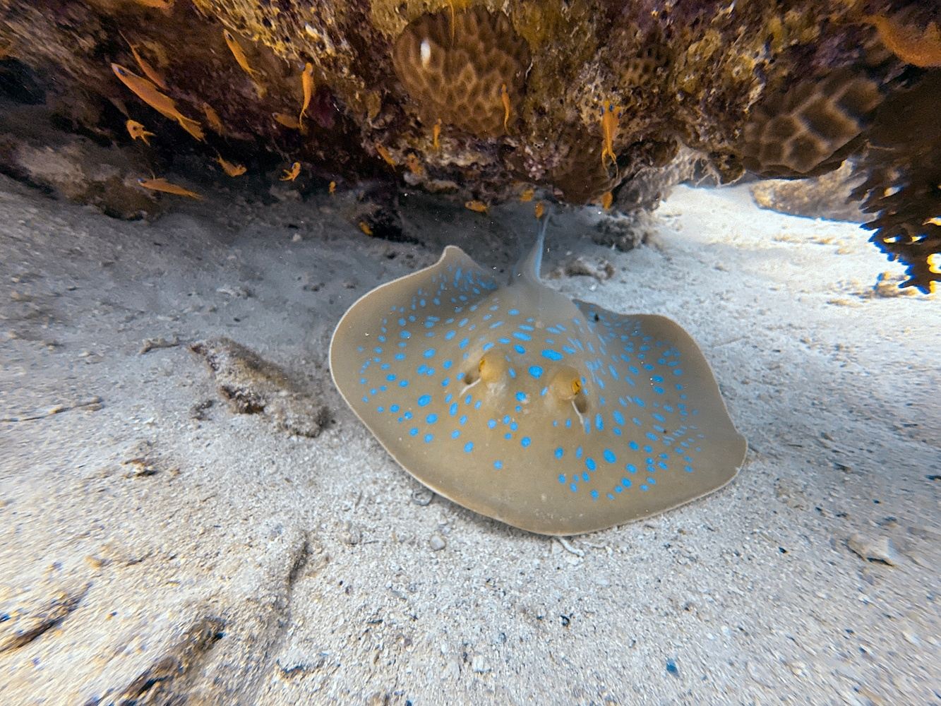 Snorkeling in Costa Maya