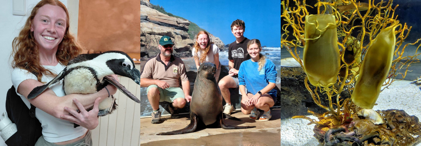 Ross Marine Biology & Conservation Expedition - RMBC02