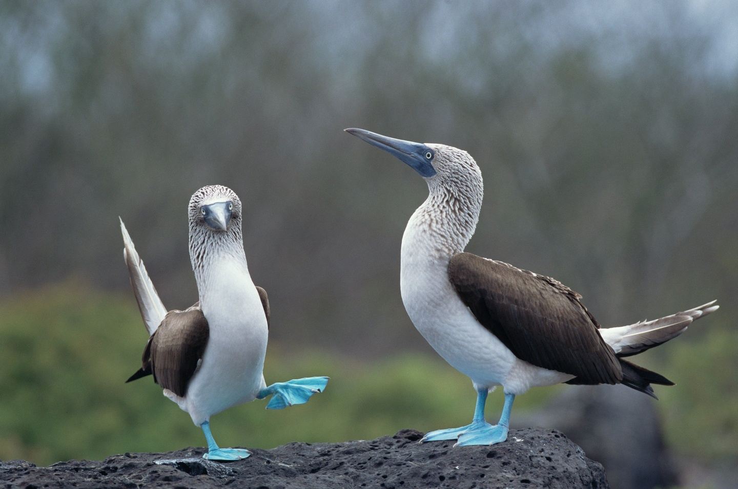 Paquete de Hotel y Tours - Galapagos