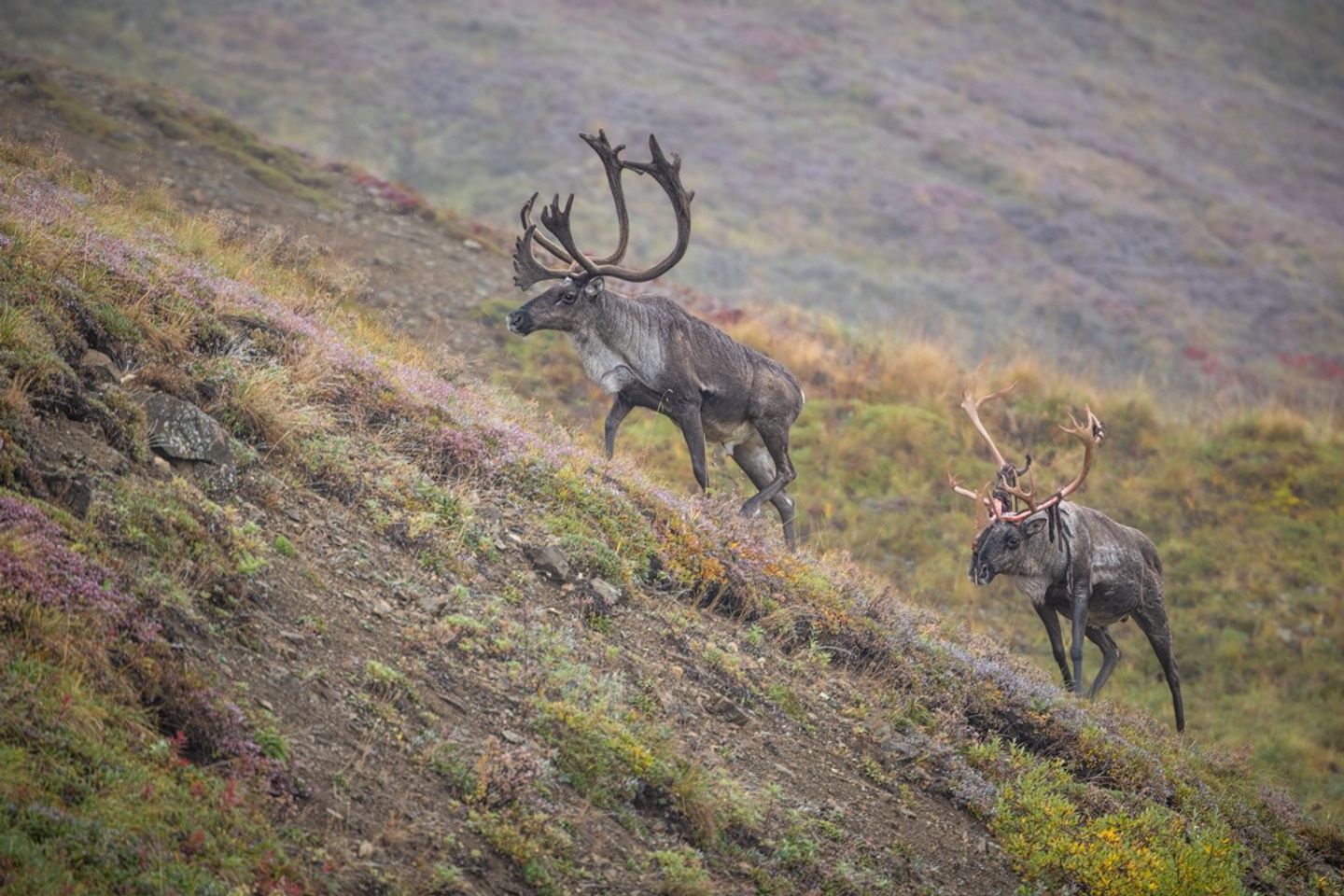 Denali National Park - Beyond the Closure 2026