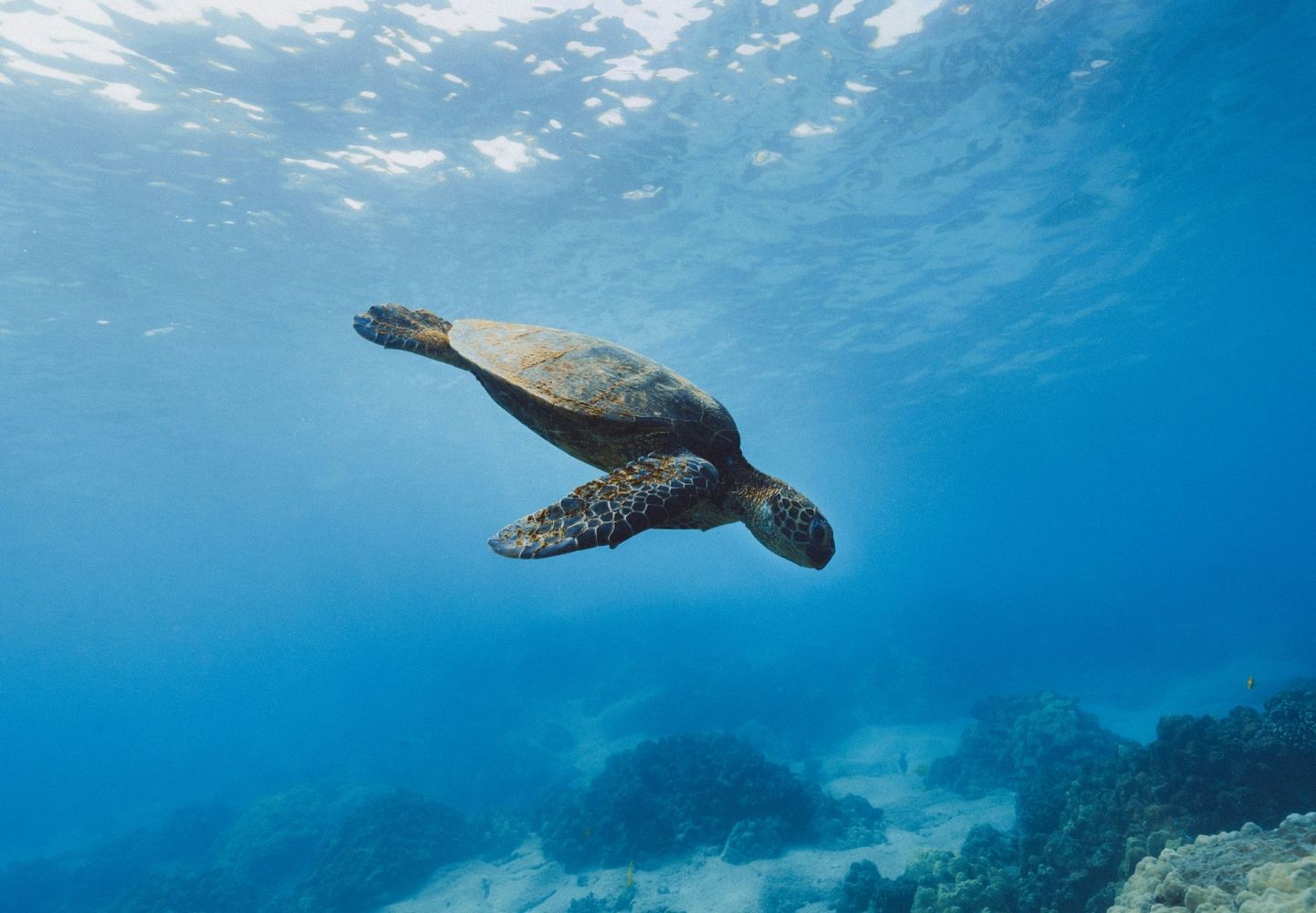 Galápagos with Colleen Patrick-Goudreau (I)