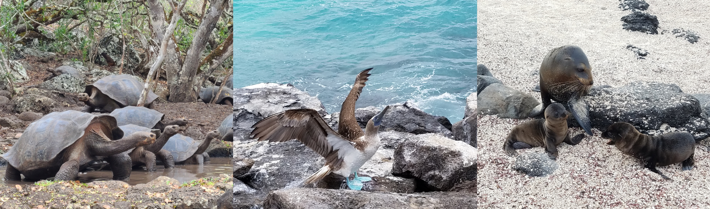 Galapagos Travel Consulting Service