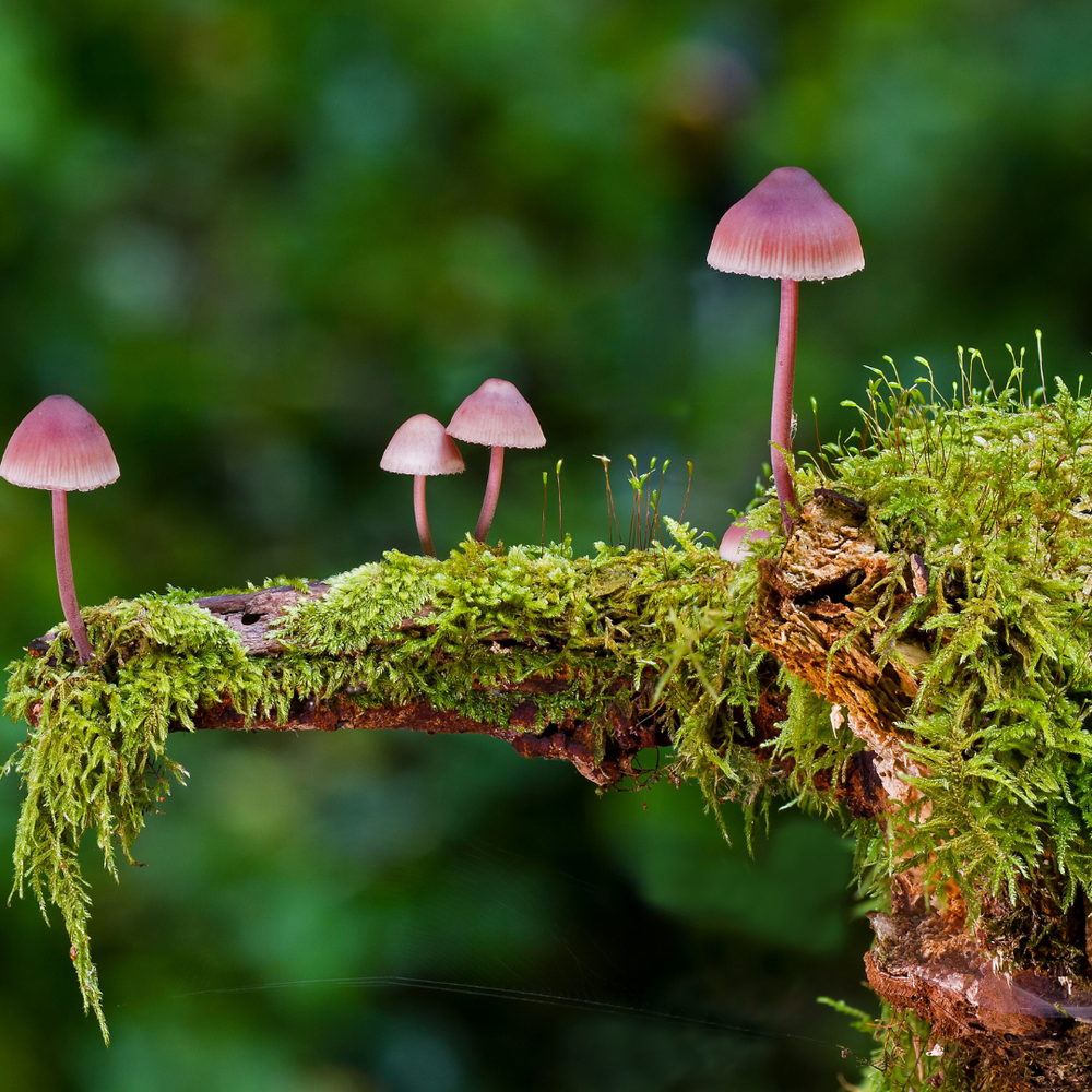 Mushrooms of the Northeast with Dave Muska