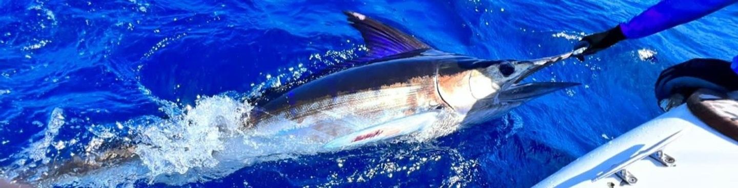 Marlin Fishing Charter