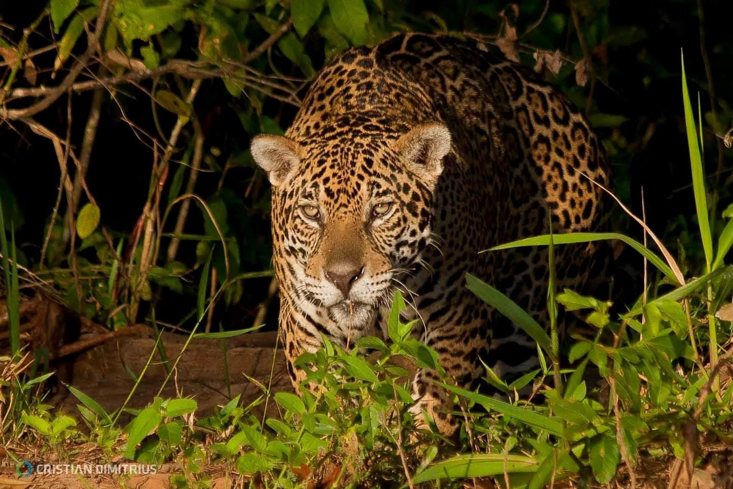 Jaguars & Pantanal Wildlife River Cruise