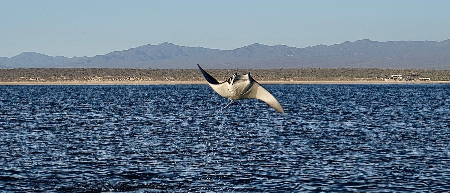 Mobula Ray Exploration