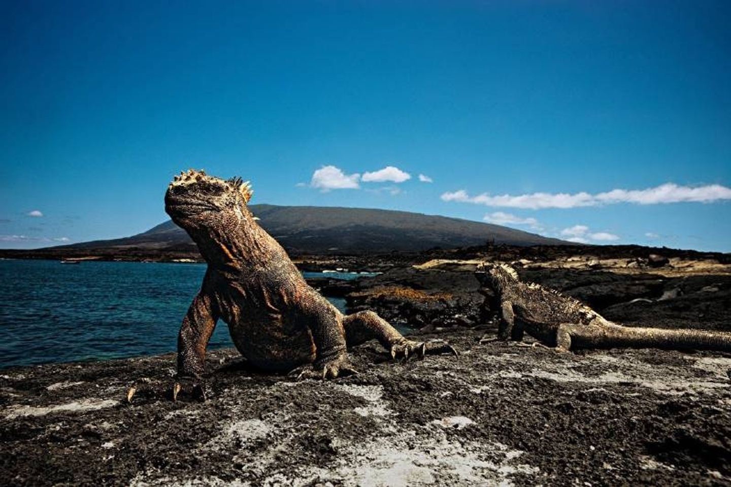 DISCOVER GALAPAGOS AT LOW COST