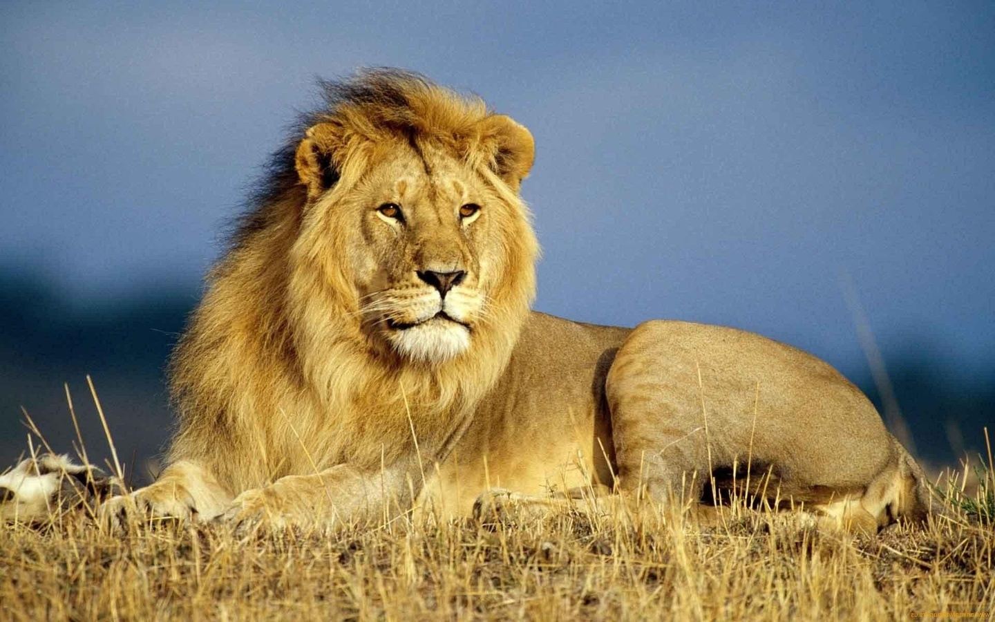 Tanzania "Big Cat" Simba Safari 8 Days