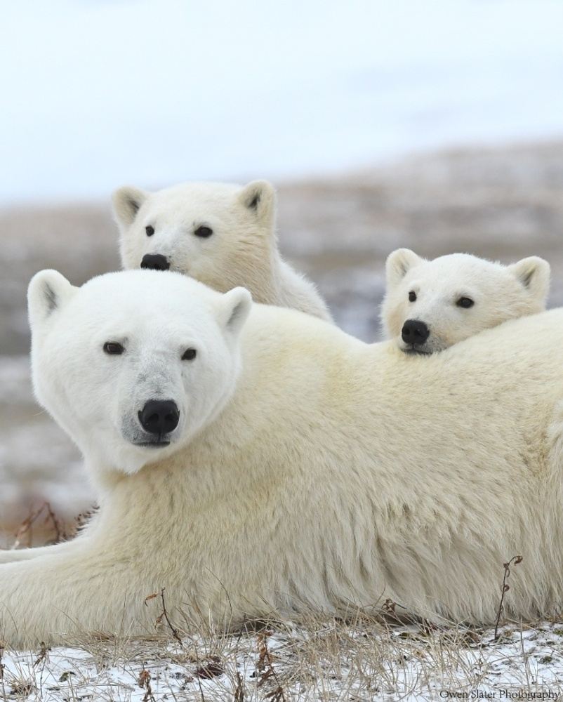 Classic Polar Bear Safari Departing from Edmonton, November 12, 2026