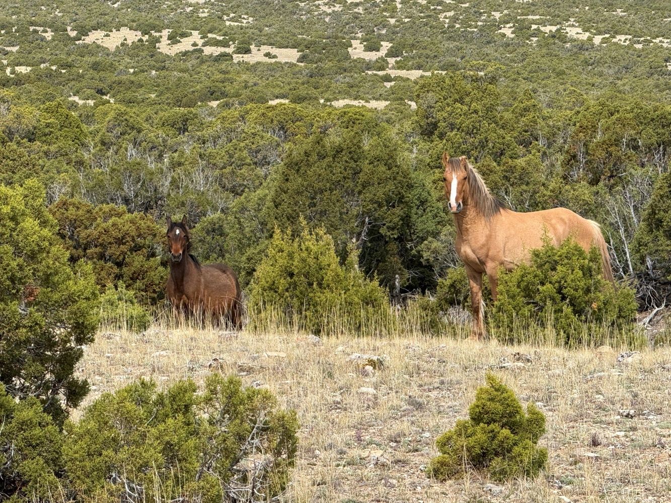 Native American Cultural & Wild Mustang Tour