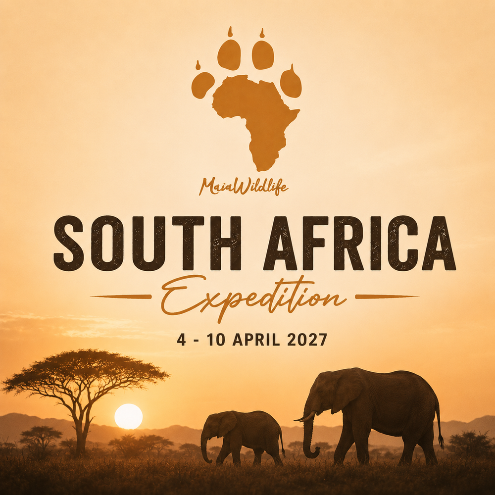 MaiaWildlife South Africa Wildlife Expedition - 7 days / 6 nights