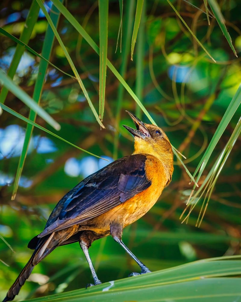 UNESCO WOLRD HERITAGE RAINFOREST EDEMIC BIRDING TOUR