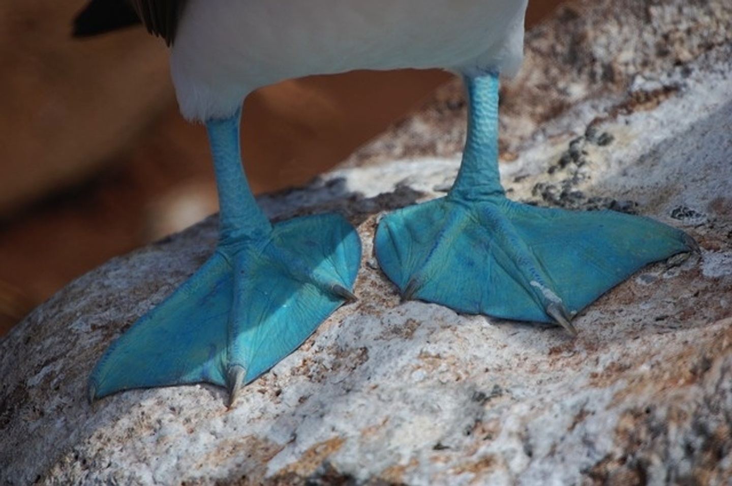 Isla de La Plata Starting In Manta
