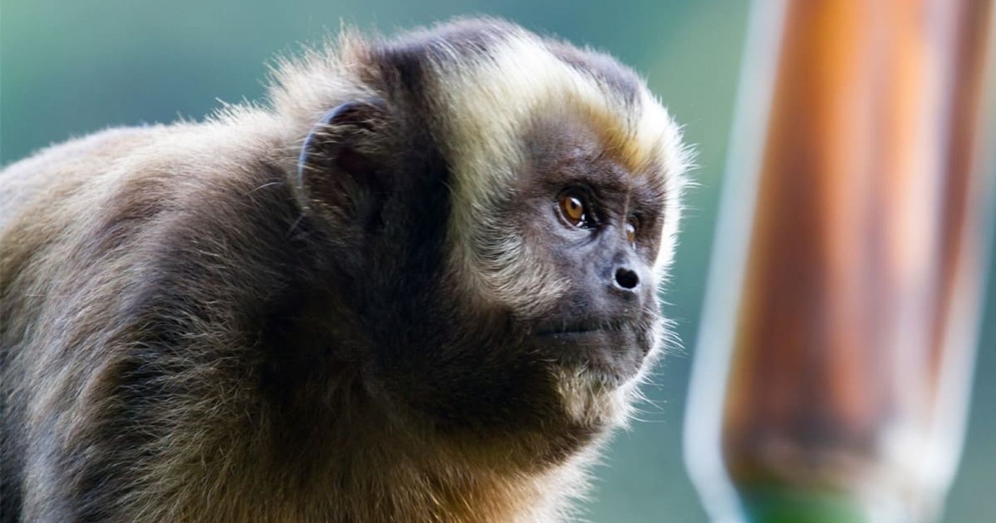 4 Day Manu Jungle Tour - SHARED TOUR - $75 DEPOSIT!