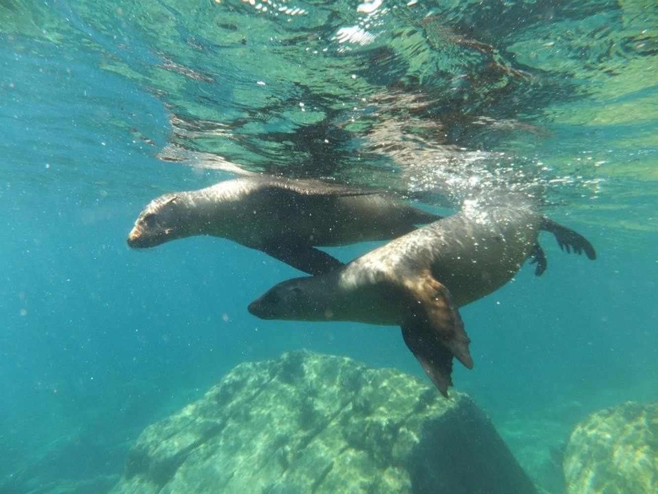 Espiritu Santo Island - Shared Tour