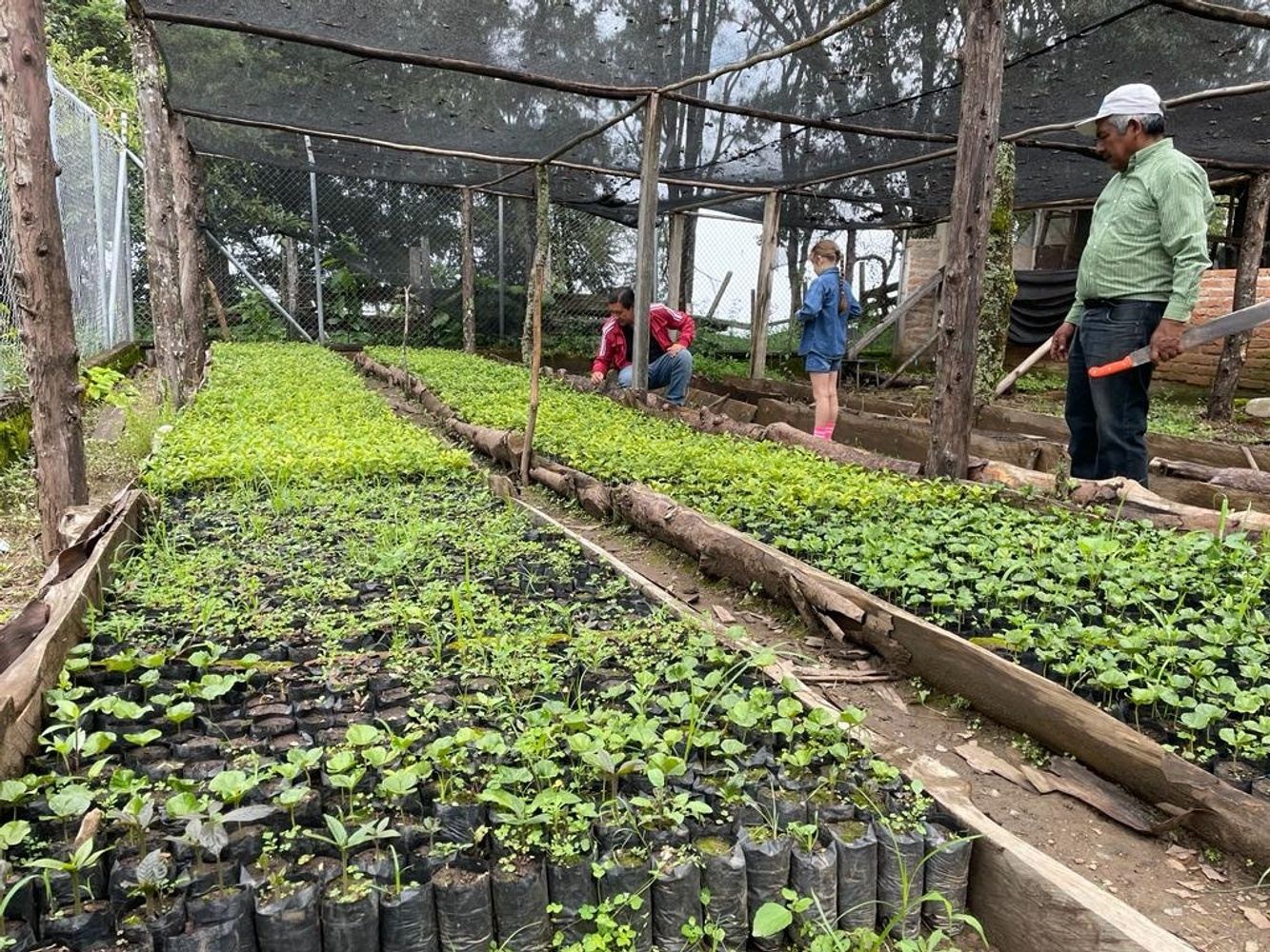 Volunteering - Adopt a Tree