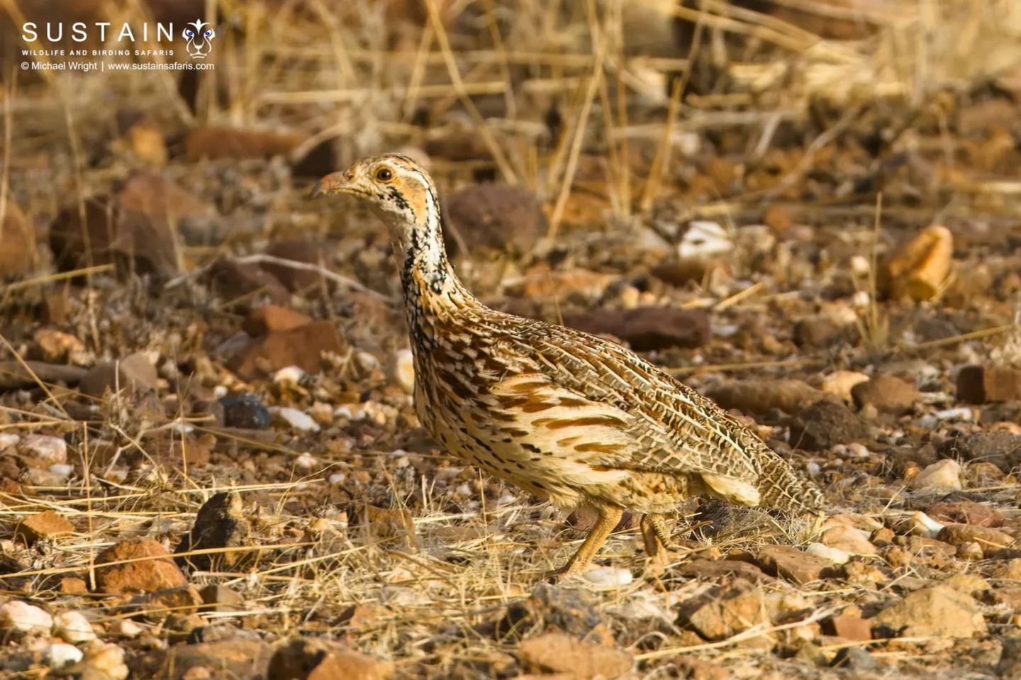 Greater Johannesburg Birding Day Tour