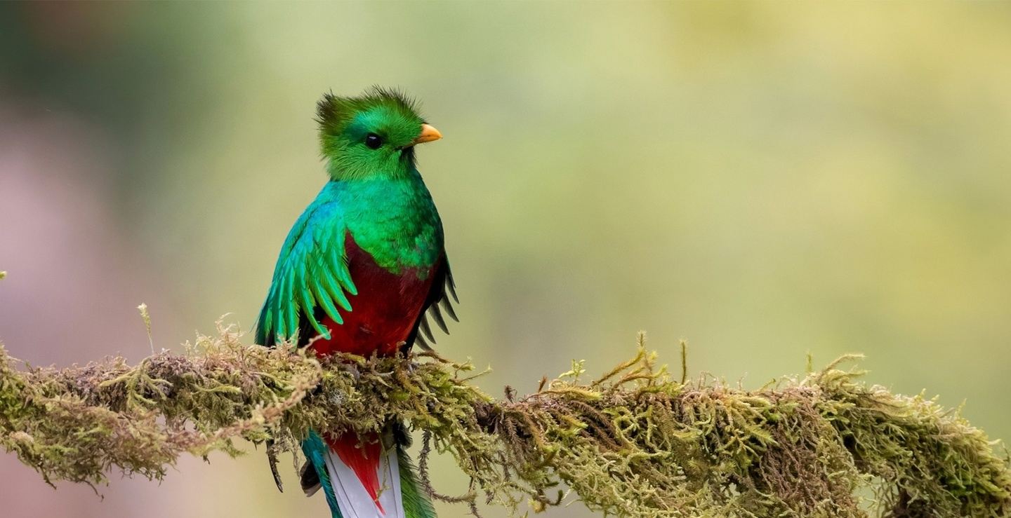 Birdwatching through Costa Rica's Diverse Ecosystems