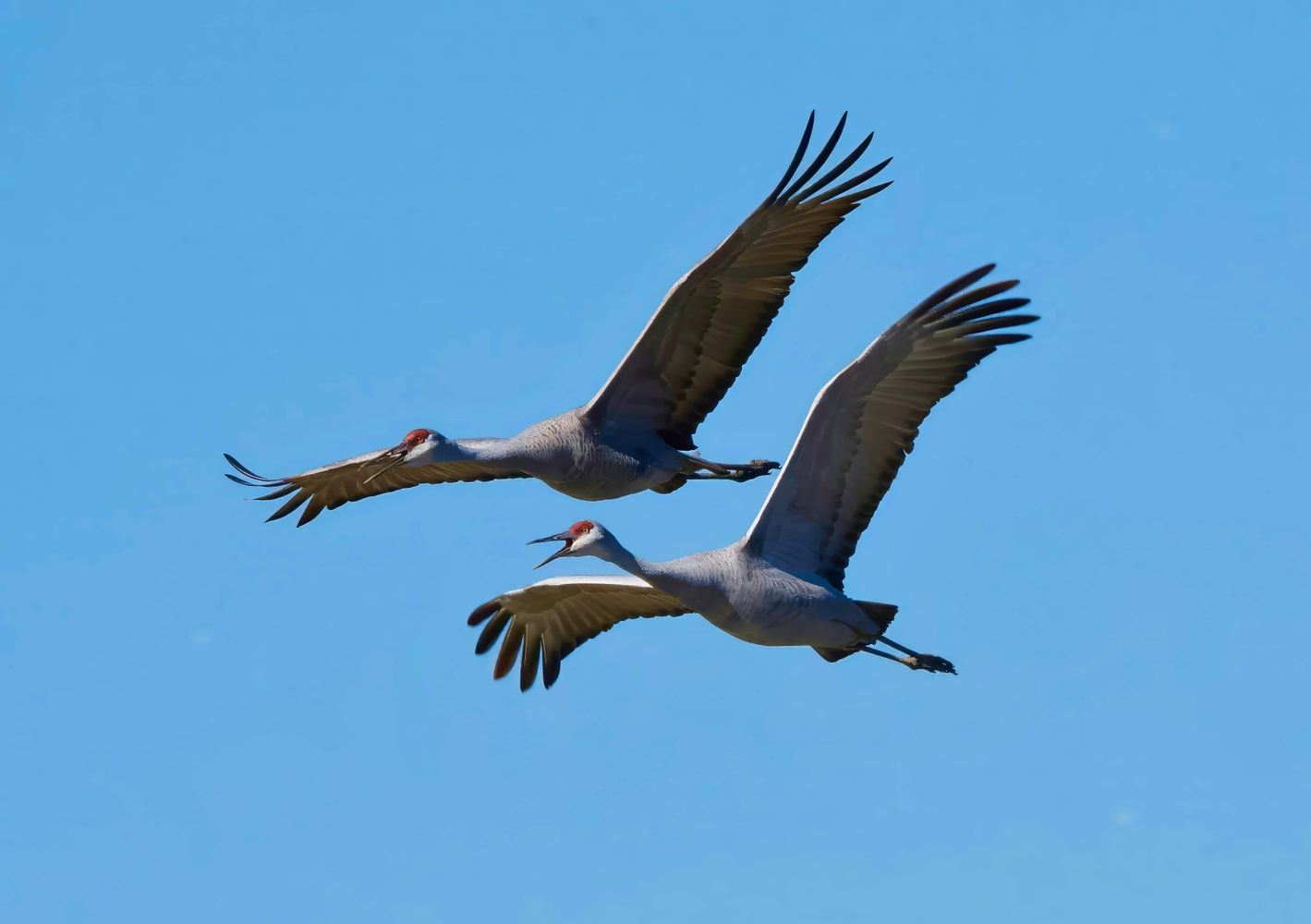 Spring Magic in Nebraska with Her Wild Life Expeditions