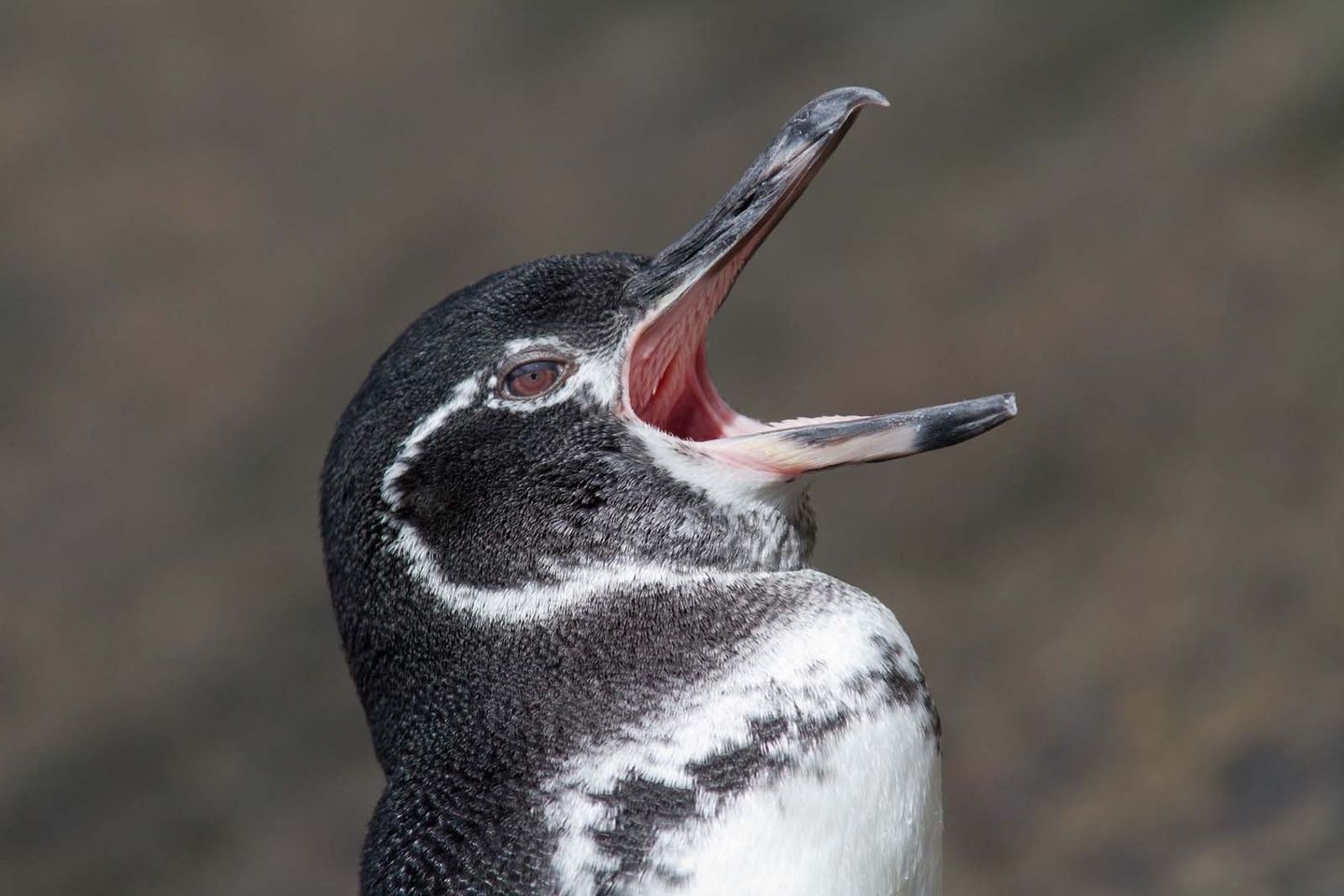 Explorando Pingüinos & Tiburones Galápagos 6 Días