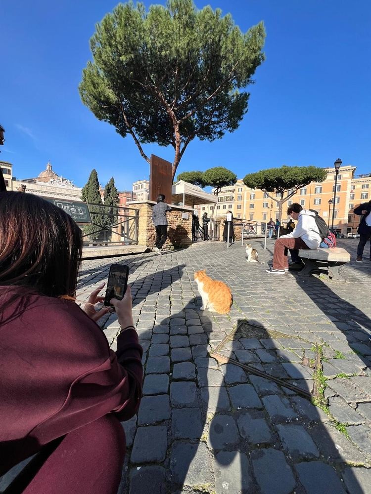 The Cats of Rome running tour