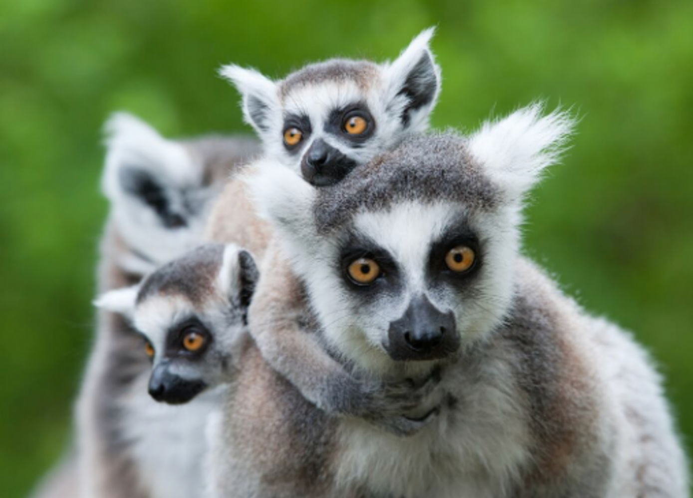 12-Day Wild & Soulful Escape To Madagascar (copy)