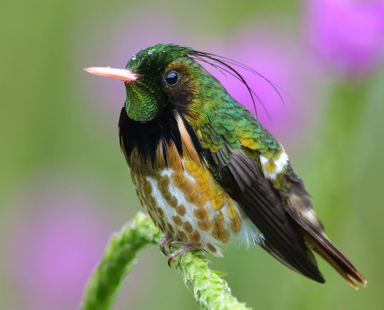 Full Day Birdwatching/Nature Tour (Private and Customized)