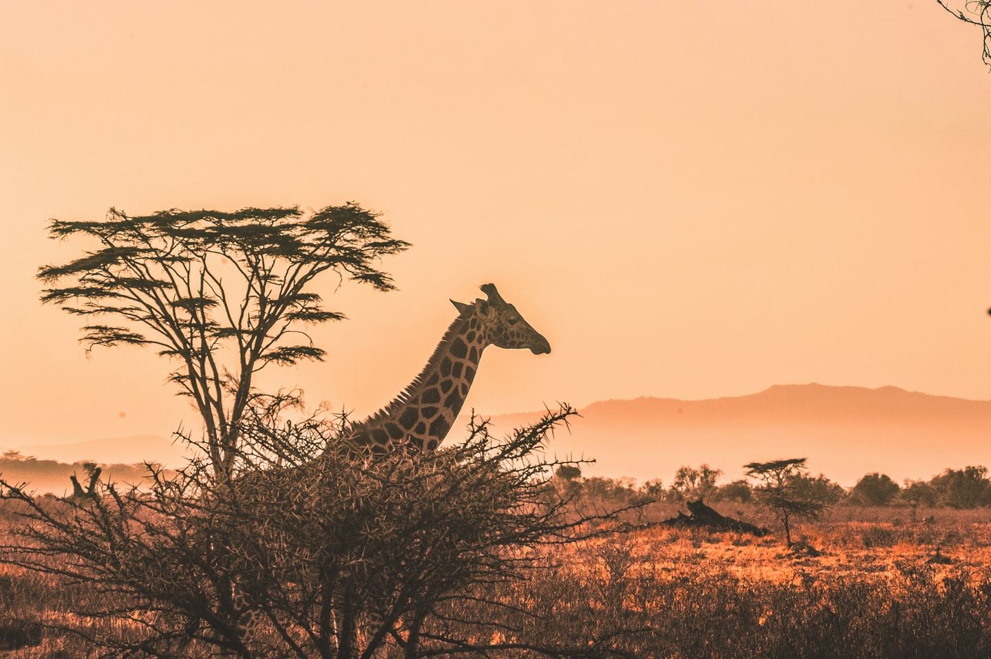 Kenya Tour