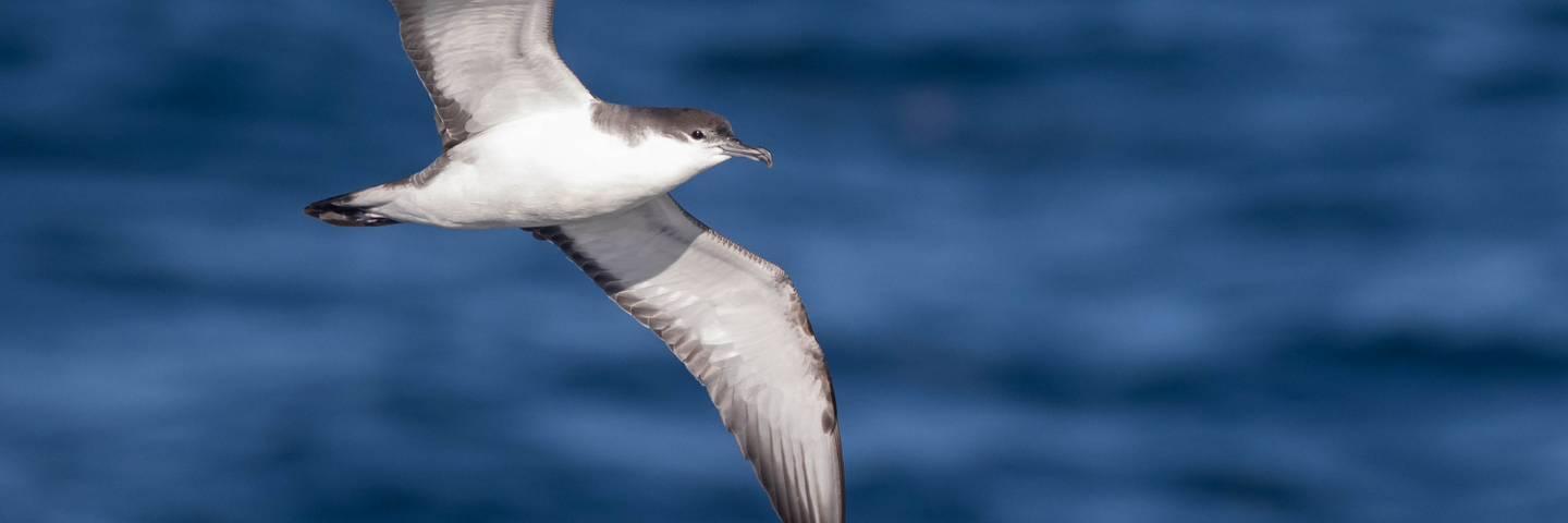 Washington: Olympic Peninsula & Westport Pelagic