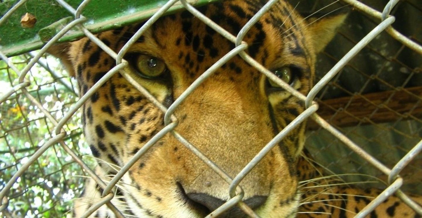 VALENTINE´S TOUR: LOVE FOR THE ANIMALS 3:00pm CT (copy)