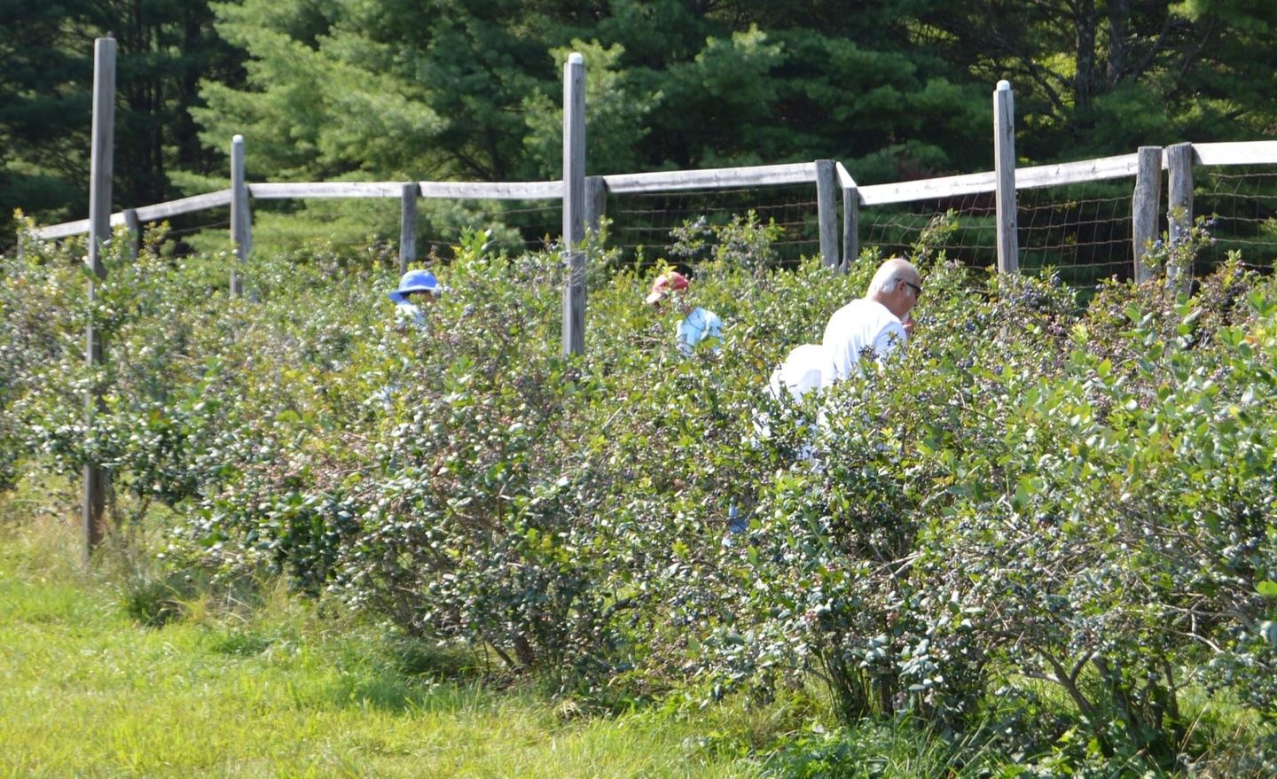 Blueberry Picking Personal Days