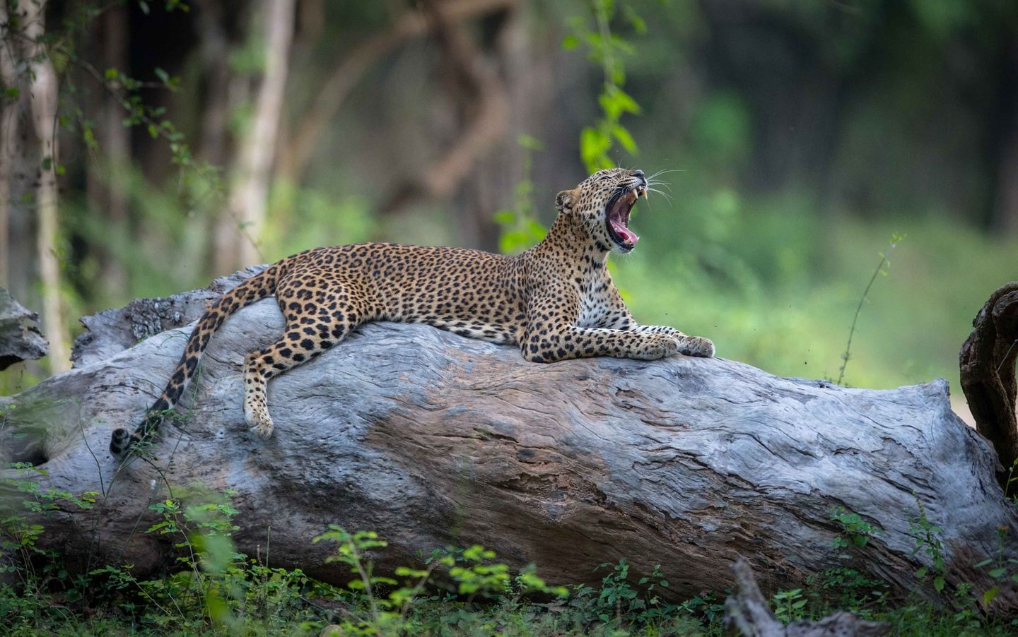 The Best of Zambia - 14 June - Camping