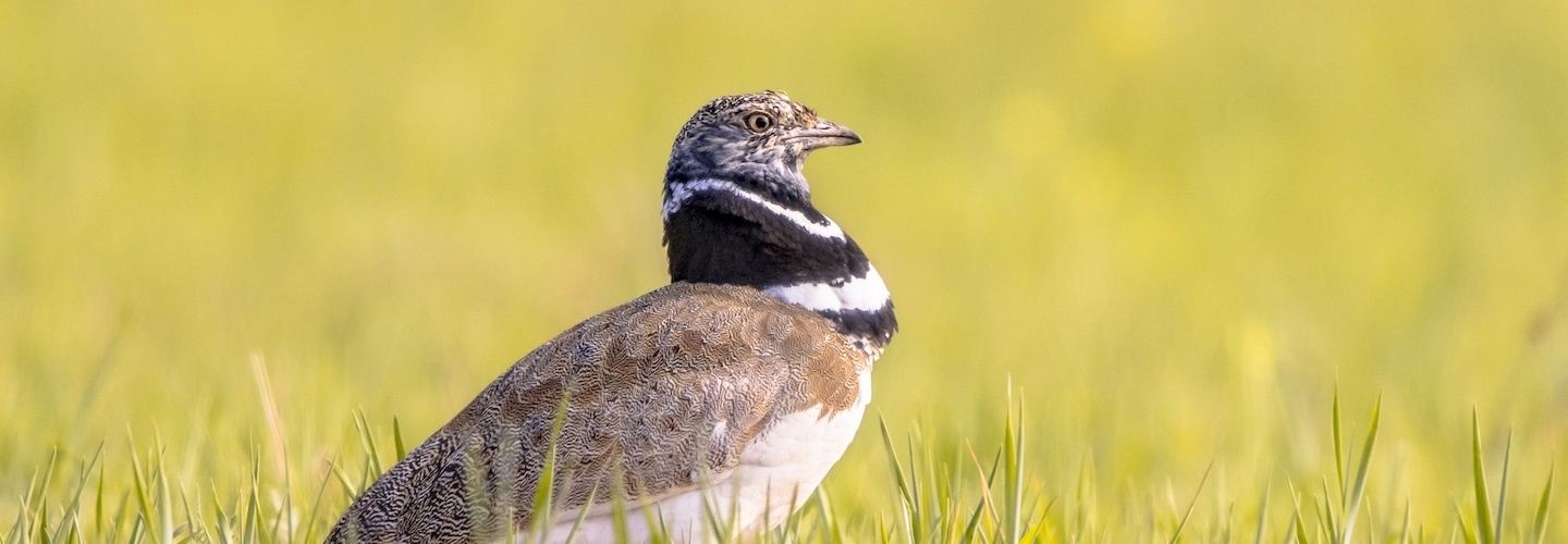 Portugal: Birds, Wine and "Fado" (2026)