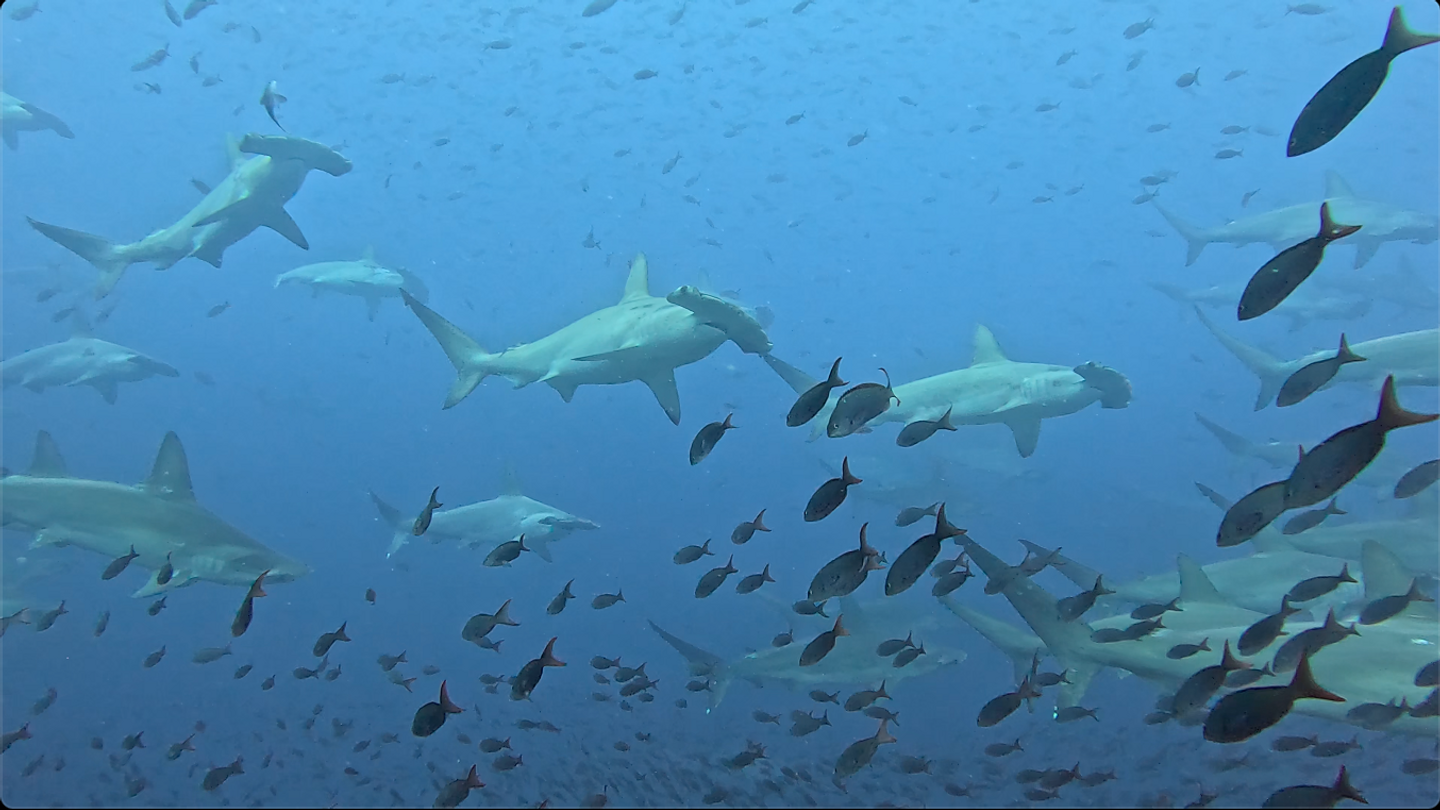 Galapagos Diving island hopping