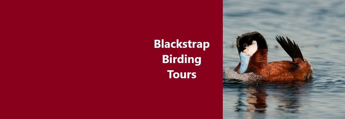 Blackstrap Lake Birding and Bird Photography Tour