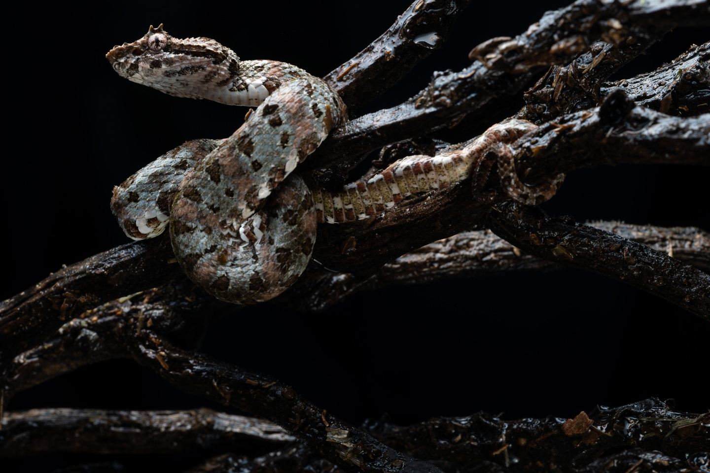 Costa Rica After Dark: Herping & Macro