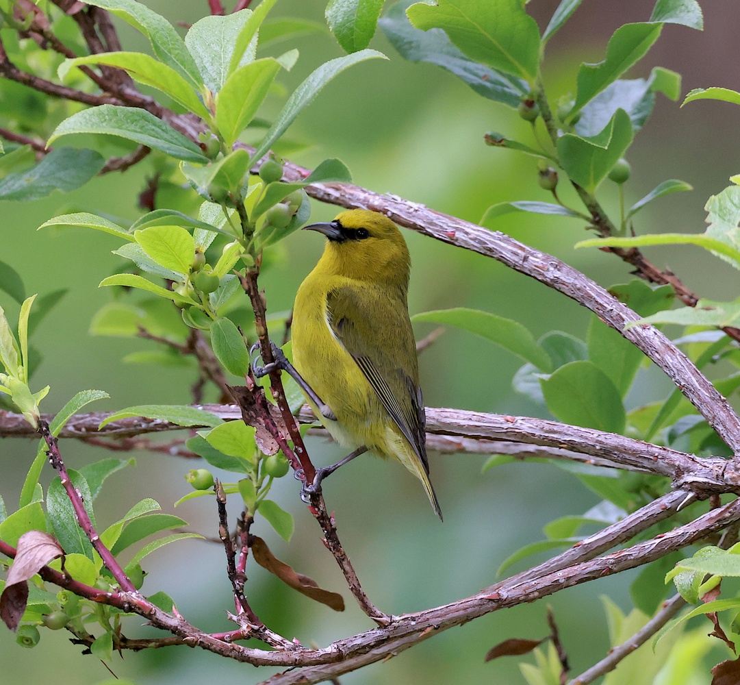 Birding Hawaii's Endemics to Pelagics: December 2025