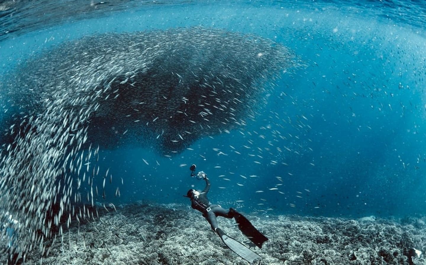 6 Day Moalboal Ocean Sanctuaries, Scuba Diving with Certification