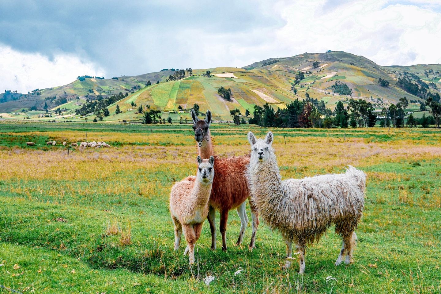 Ecuador's Natural Wonders in the Andes 2026