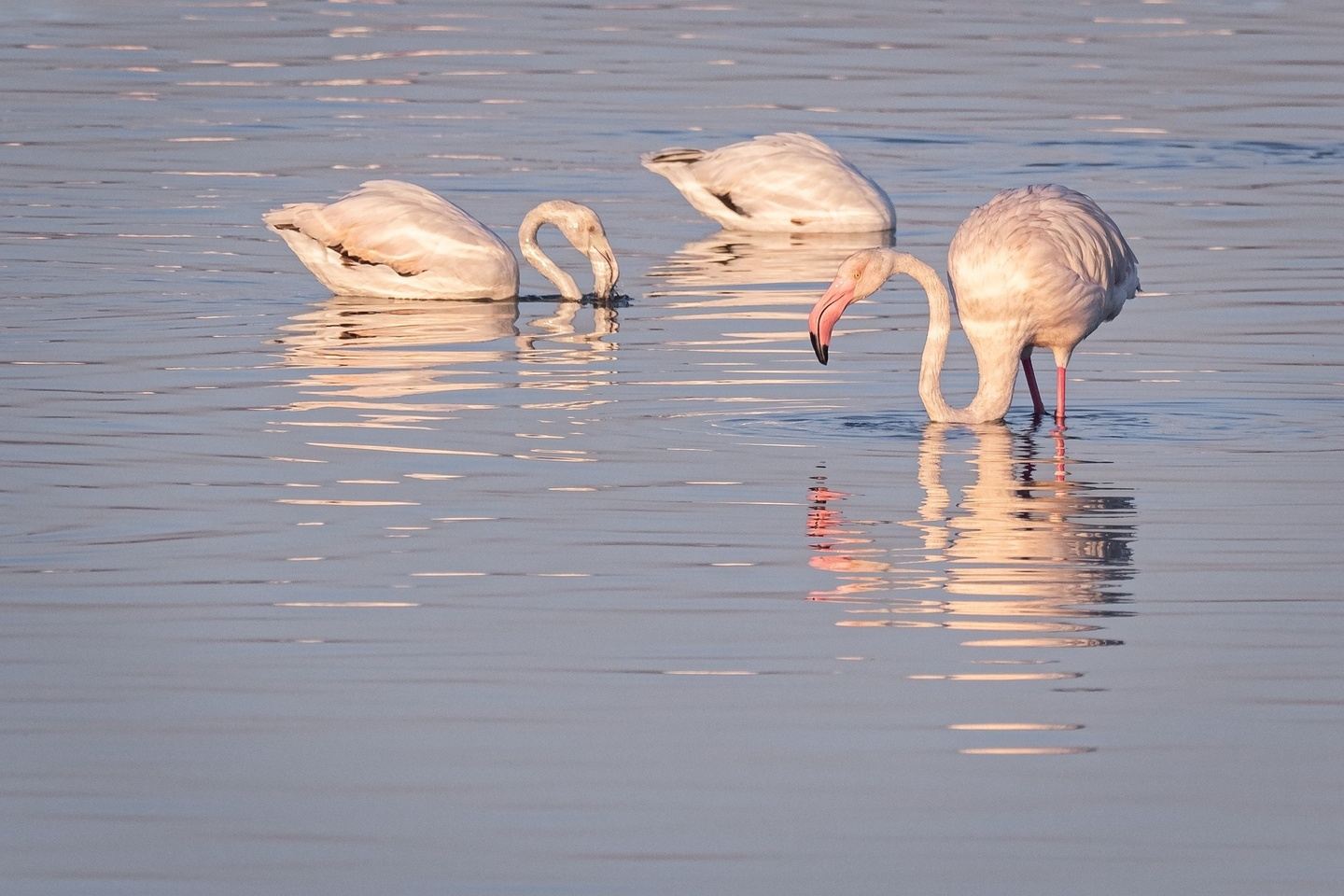 4 day safari in Masaai Mara and Lake Nakuru National Park