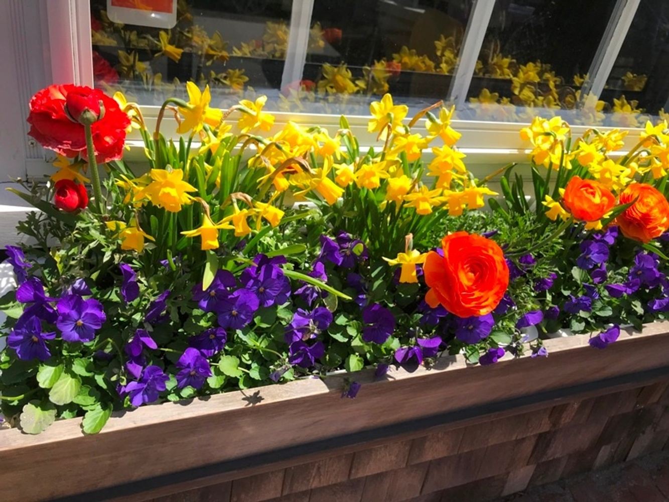 Cape Cod and Nantucket Daffodil Festival Weekend Tour ~ April 26-28th