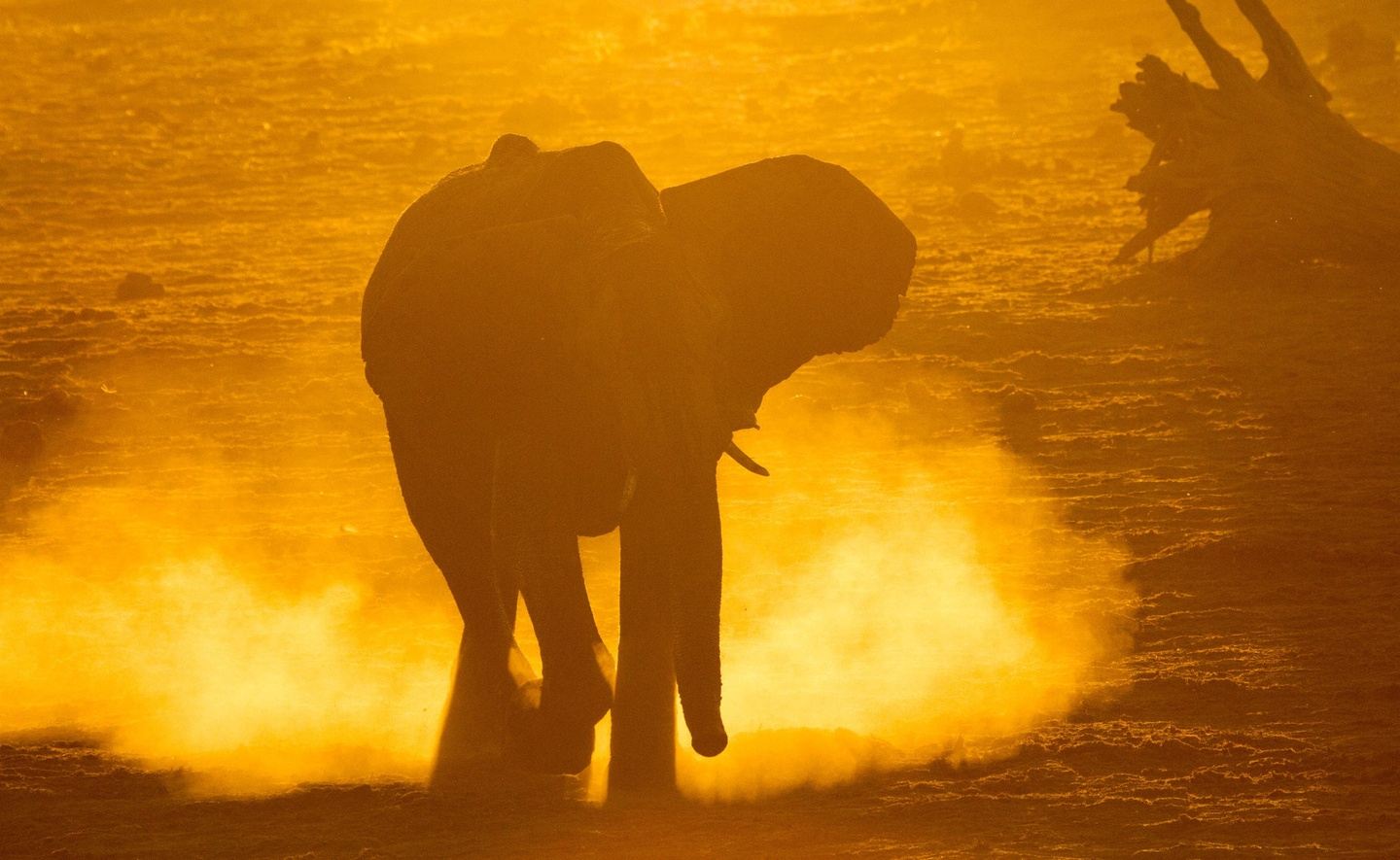 2 Days Chobe National Park Safari