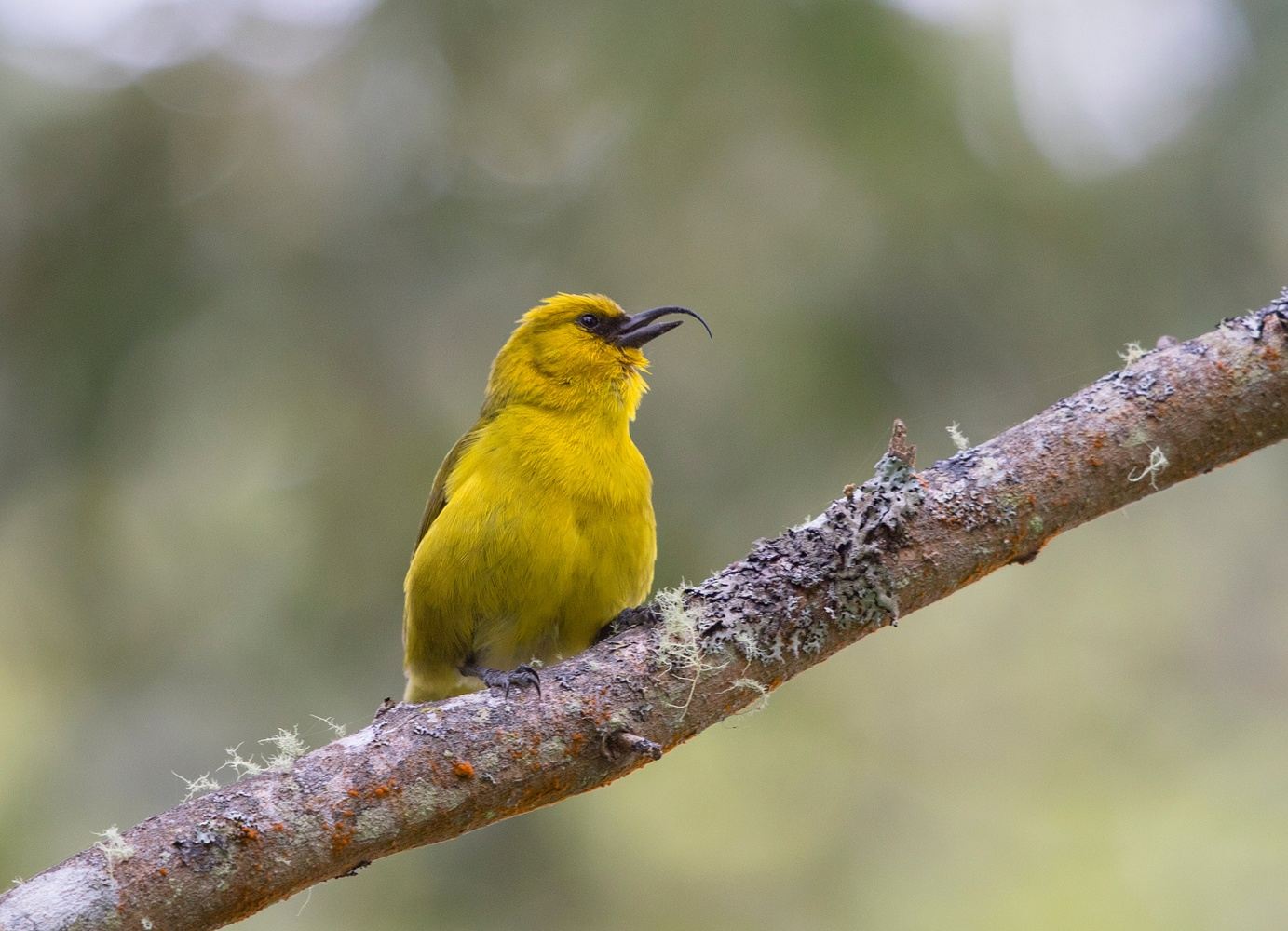 Birding Hawaii's Endemics to Pelagics: March 2027