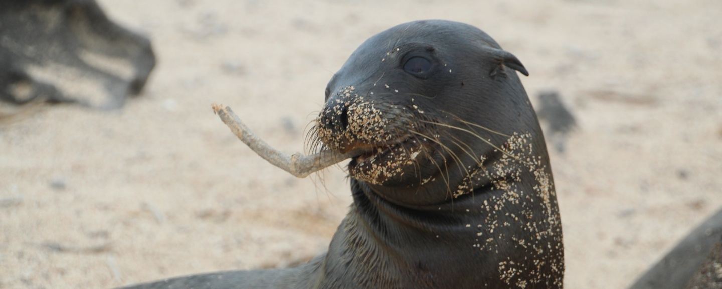 Essence of the Galapagos Islands