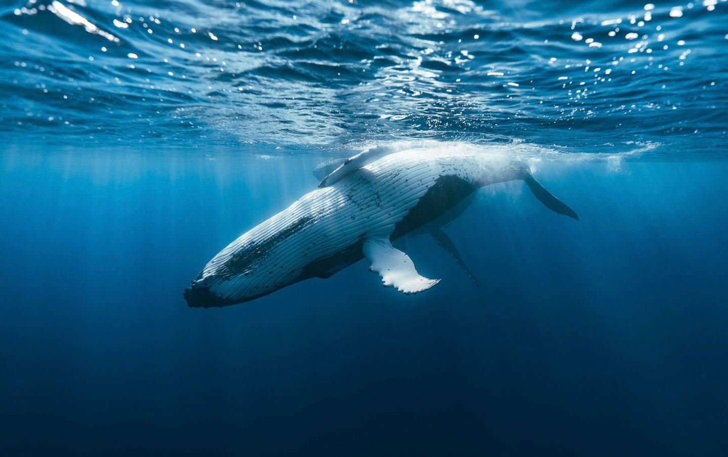 Swim with Humpback Whales August 8- August 14