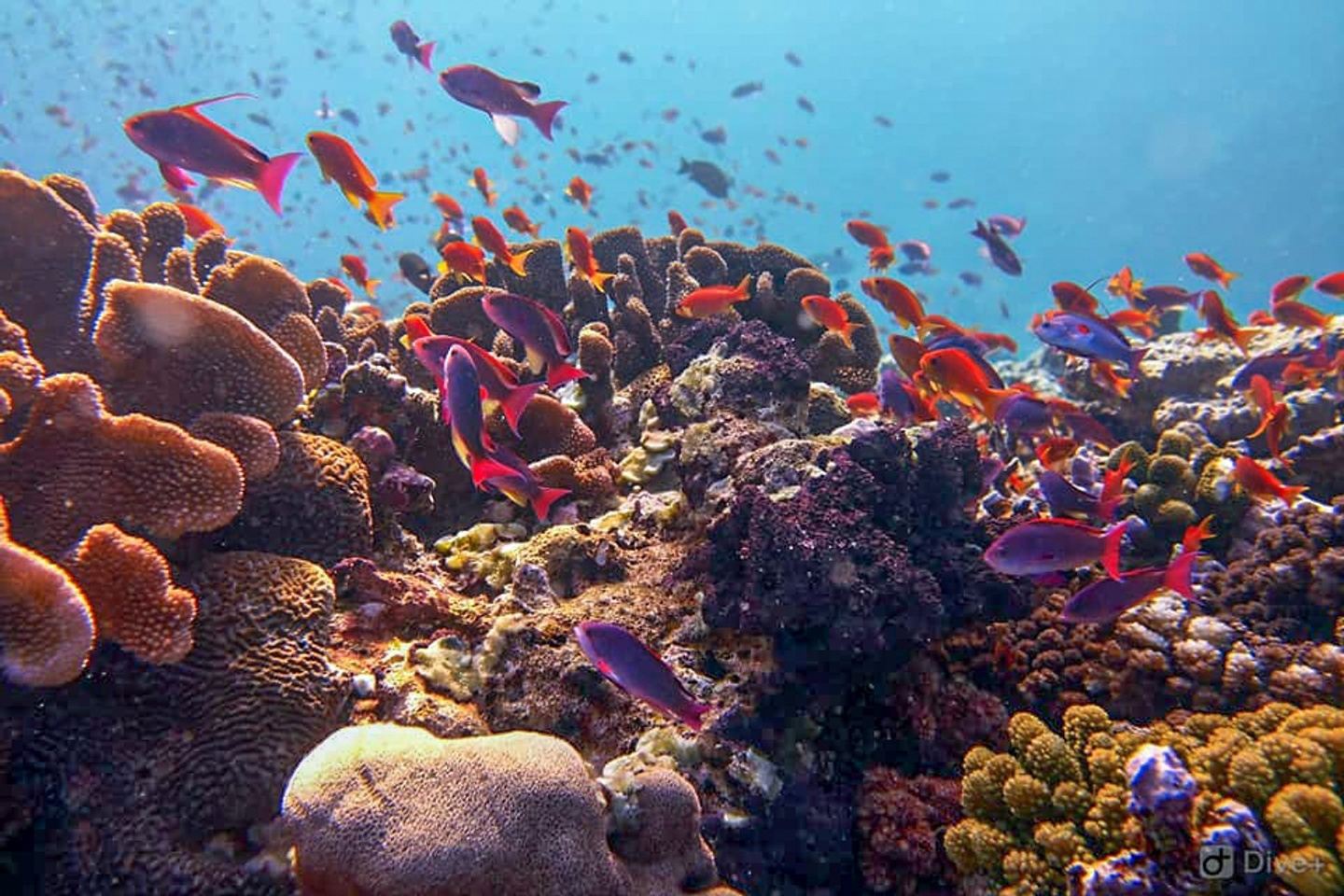 Sandy Triangle Goes to Bonaire- Dive and Drive